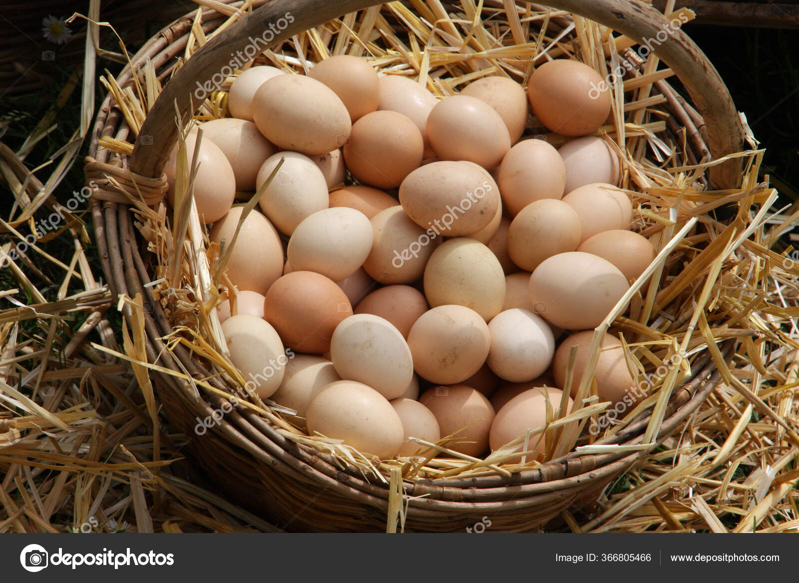 Wicker Baskets Fresh Eggs Sale Market Organic Products Stock Photo by  ©ChiccoDodiFC 366805466